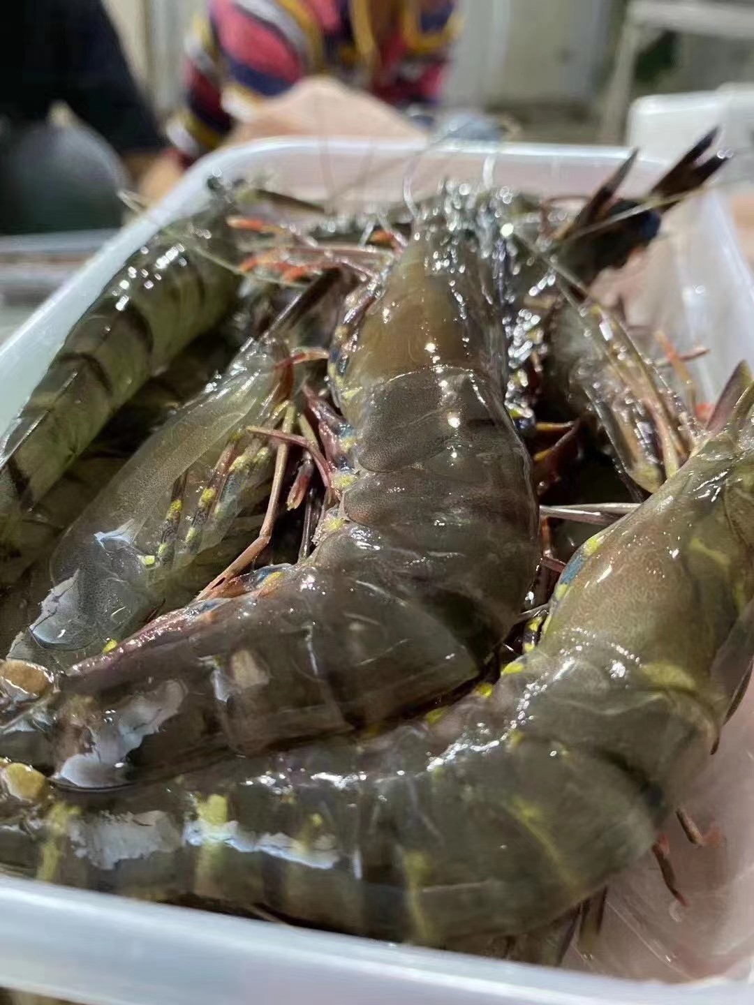 东山岛海鲜自家渔船捕捞各种天然鱼虾蟹都有新鲜到家