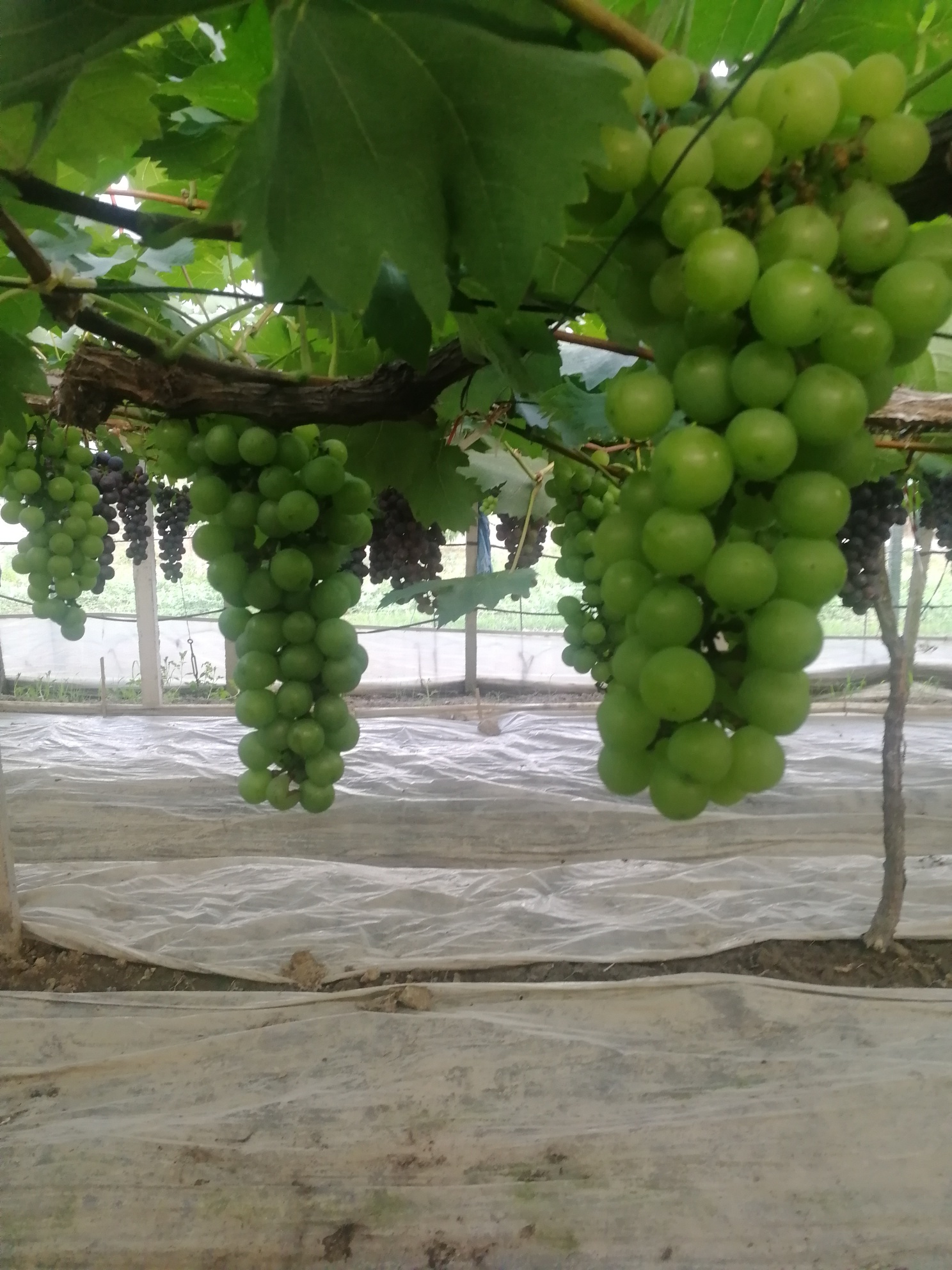 恋风家的丁家山甬优葡萄上市了