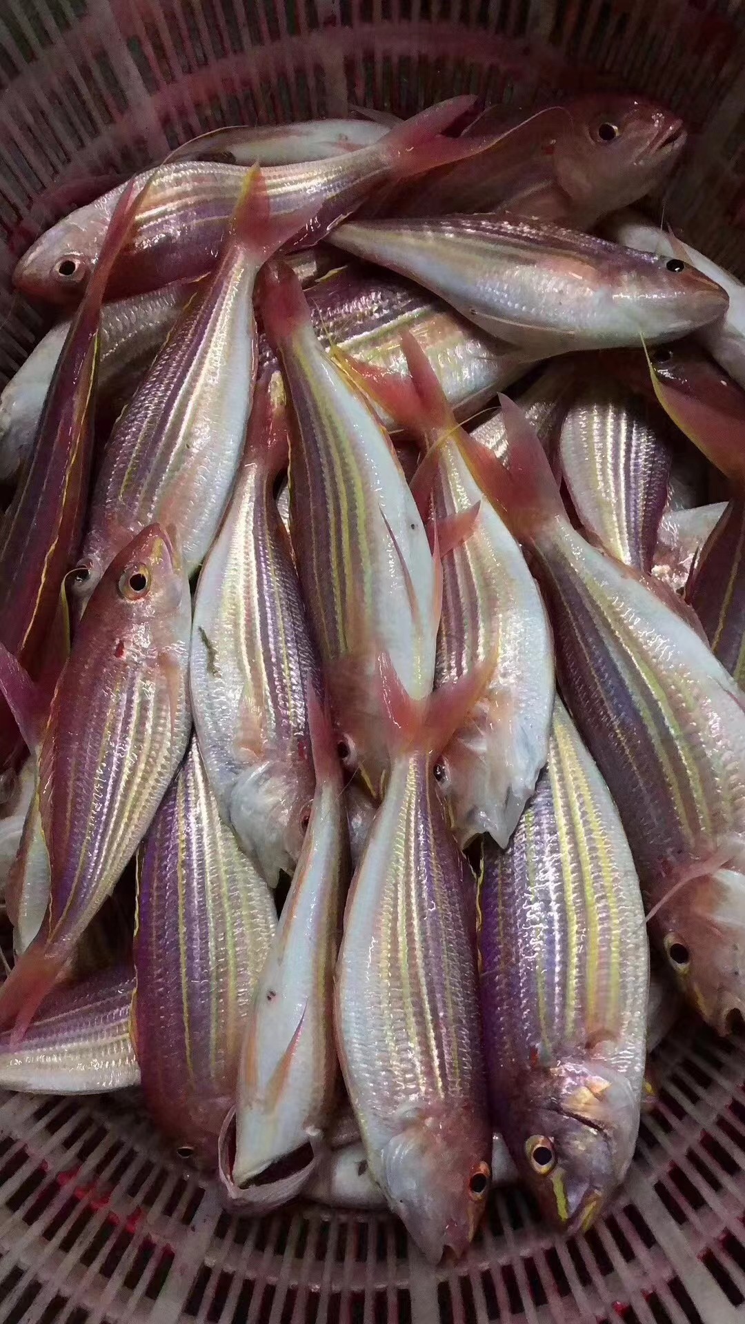 东山岛海鲜,各种天然鱼虾蟹都有,新鲜到家